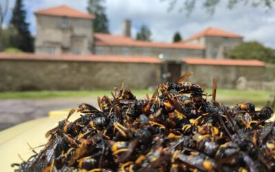 Capturadas máis de 2.800 raíñas de vespa velutina en menos de dous meses