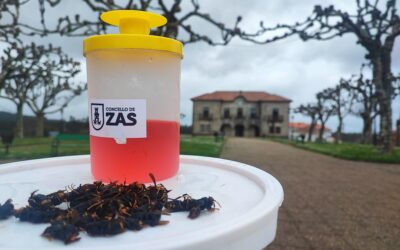 Capturadas 12.000 vespas velutinas nos dous primeiros meses da campaña de trampeo promovida polo Concello de Zas